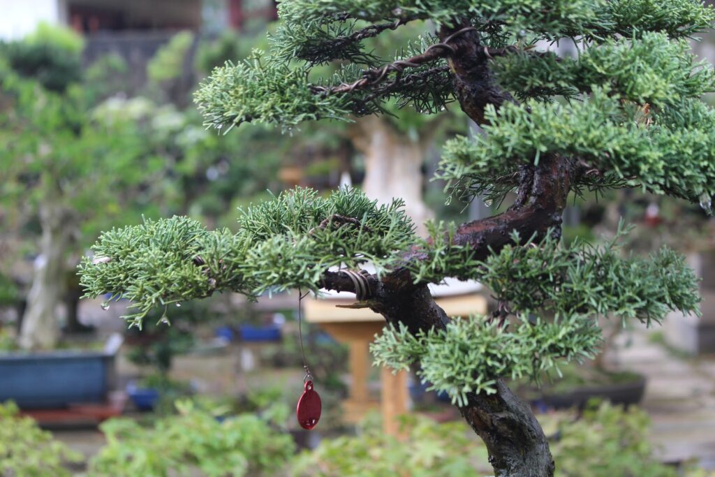 Diferenças entre bonsai de pinheiro e bonsai shimpaku