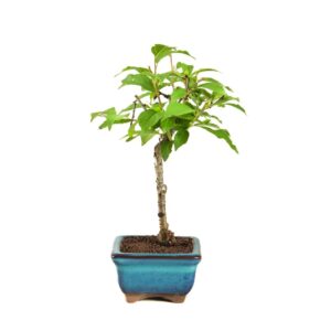 Escolhendo o vaso ideal para seu bonsai