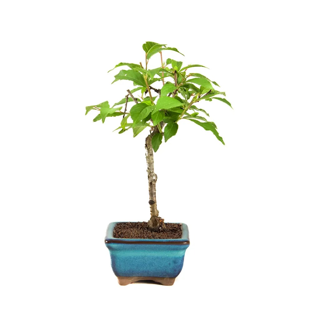 Escolhendo o vaso ideal para seu bonsai