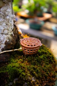 O que é um porta adubo e como usá-lo no seu bonsai?