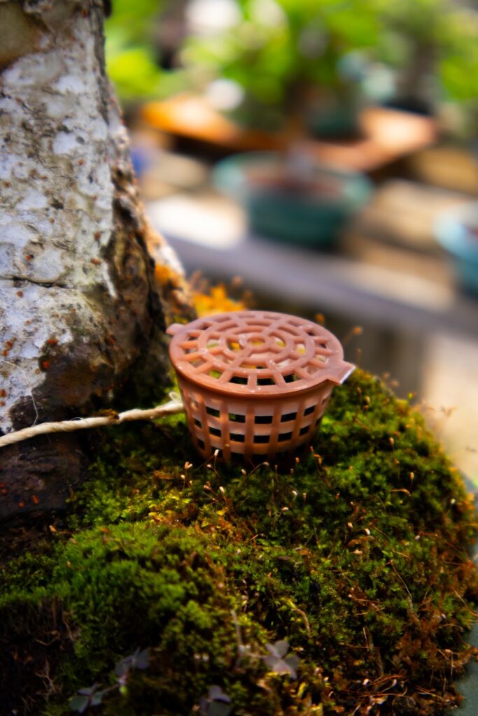 O que é um porta adubo e como usá-lo no seu bonsai?