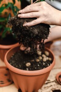 Os segredos dos adubos para bonsai