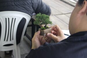 Pré-bonsai, a primeira etapa para ter sua mini árvore